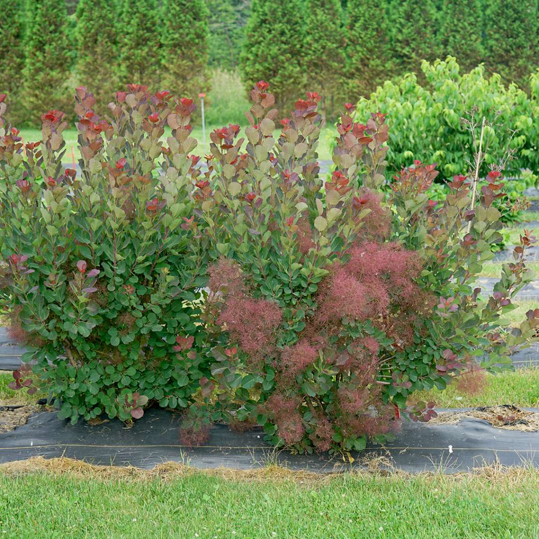 Velvet Fog Smokebush in a trial field. 