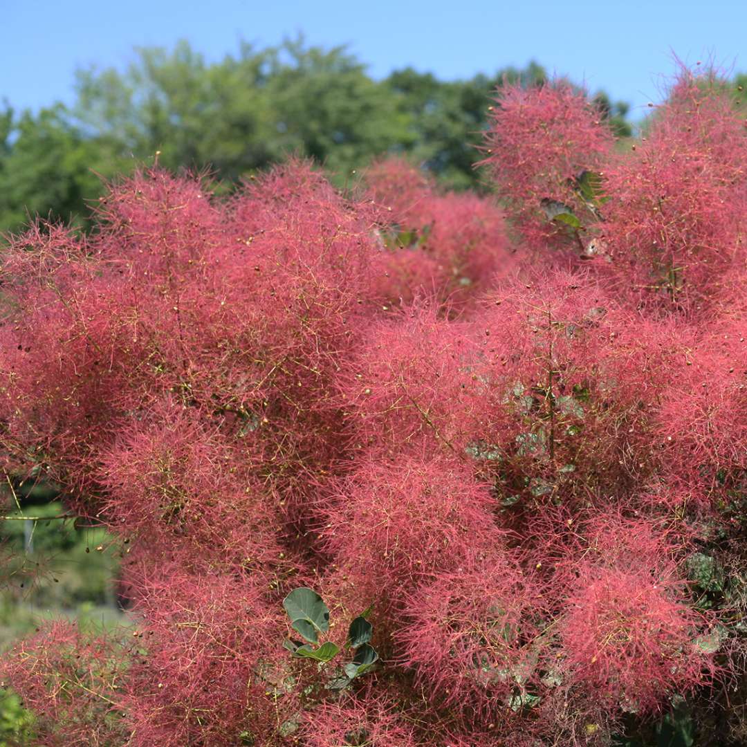 Velvet Fog Smokebush's large smoke-like pink plumes. 