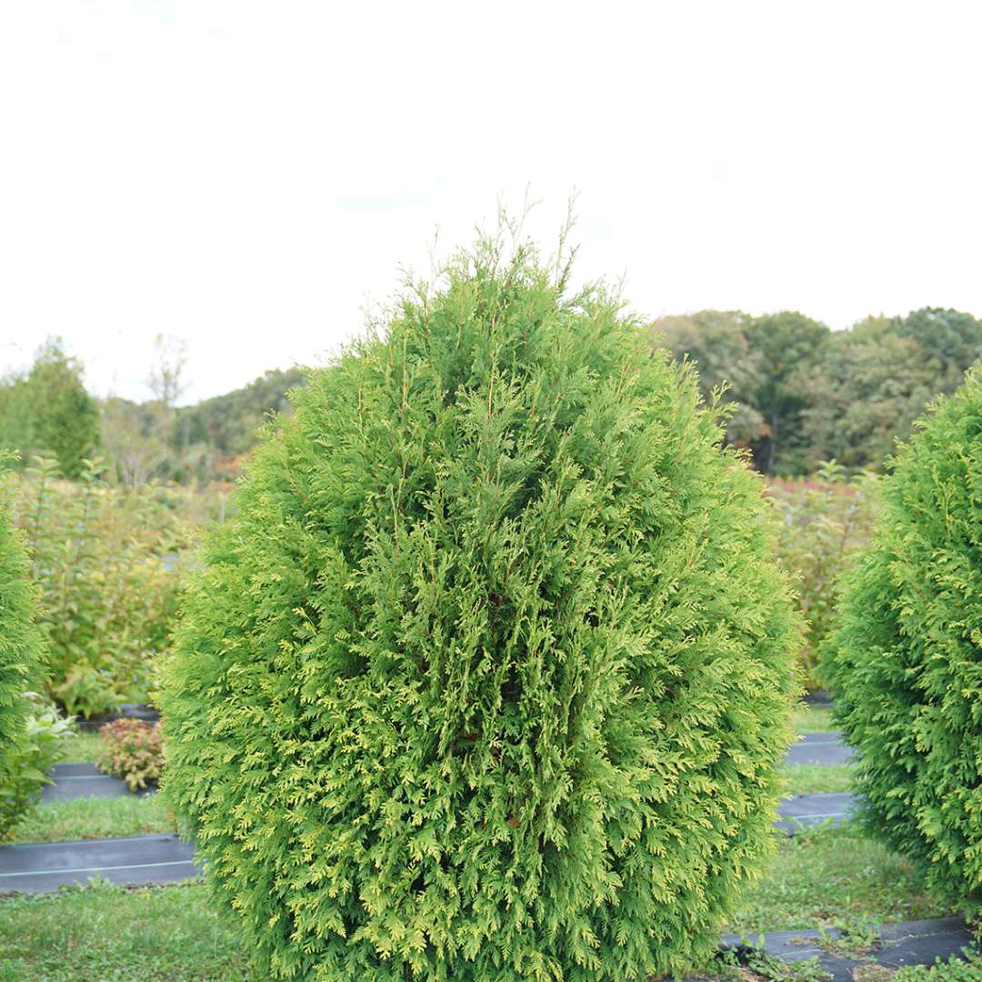 Thuja Cheer Drops bright and fresh green dense foliage in it's tear drop shaped habit.