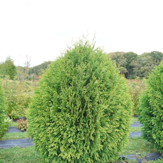 Thuja Cheer Drops bright and fresh green dense foliage in it's tear drop shaped habit.