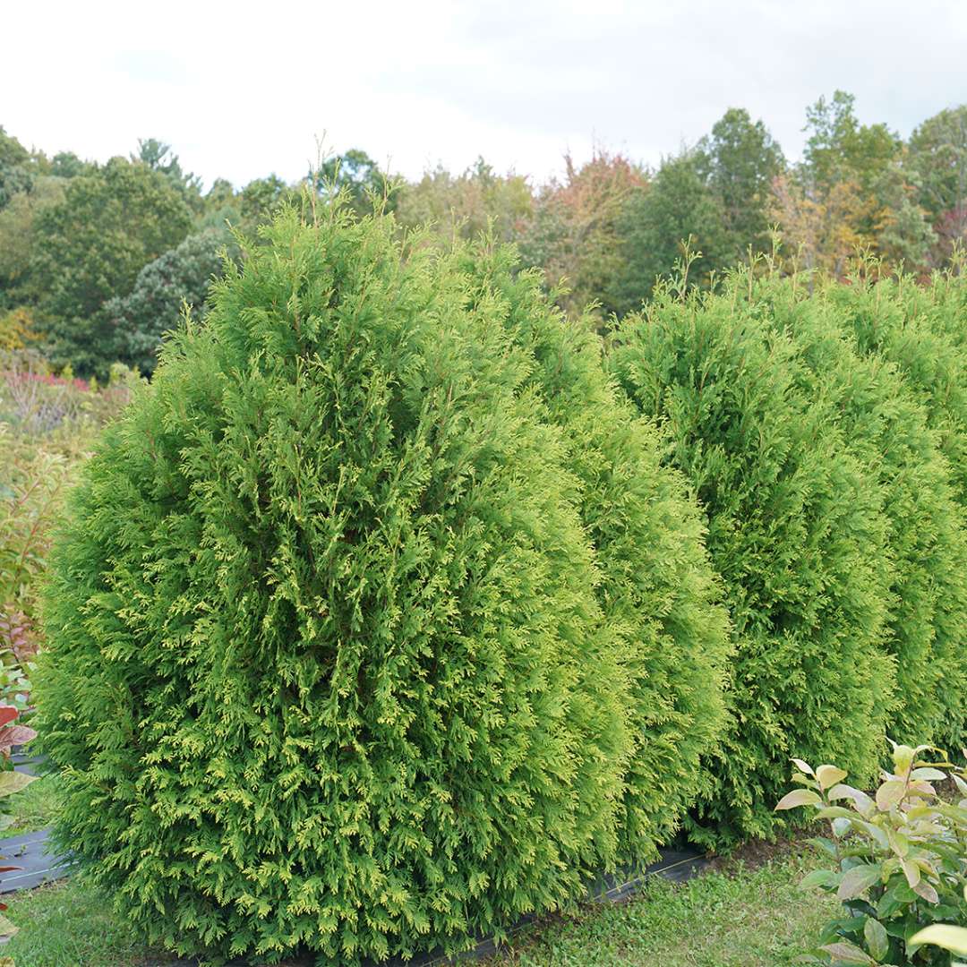 The tear drop shaped habit of Thuja Cheer Drops.