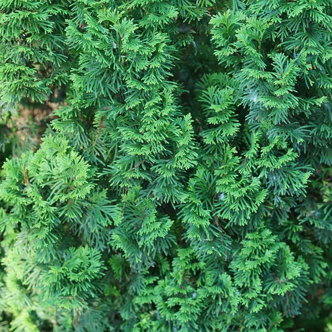 Close-up of the fan-like foliage of Sting arborvitae.