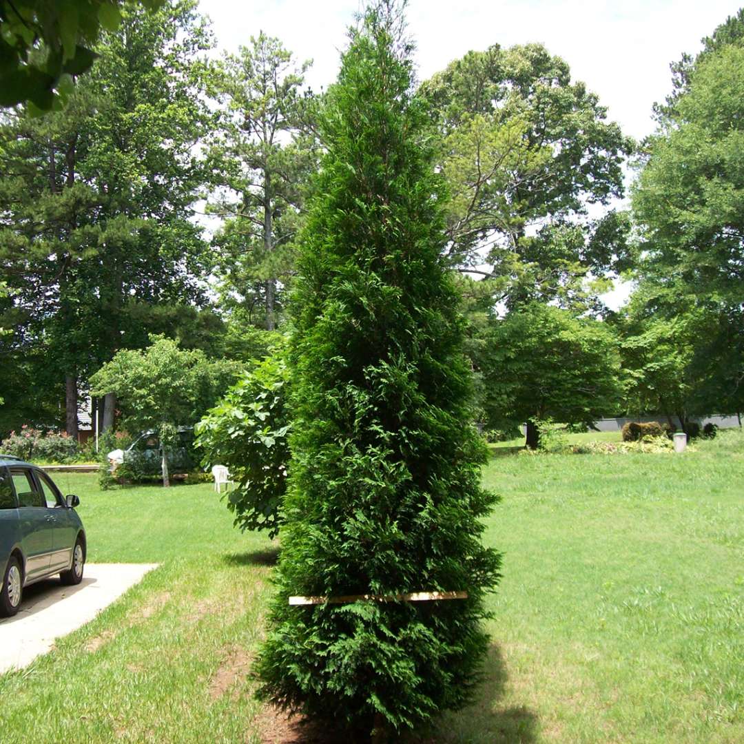 Side view of Full Speed a Hedge American Pillar arborvitae showing its narrow space saving habit