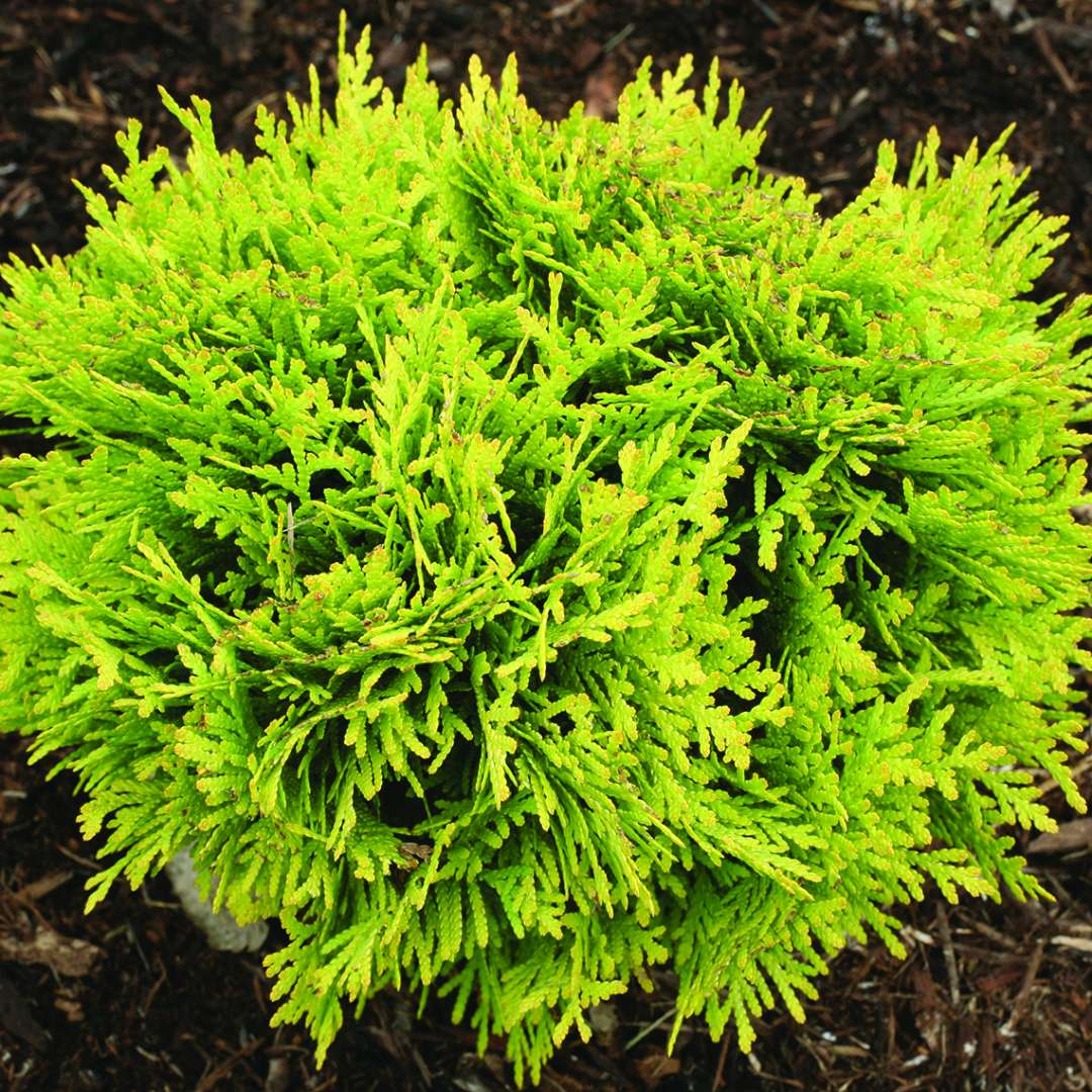 Closeup of golden goliage of Annas Magic Ball arborvitae