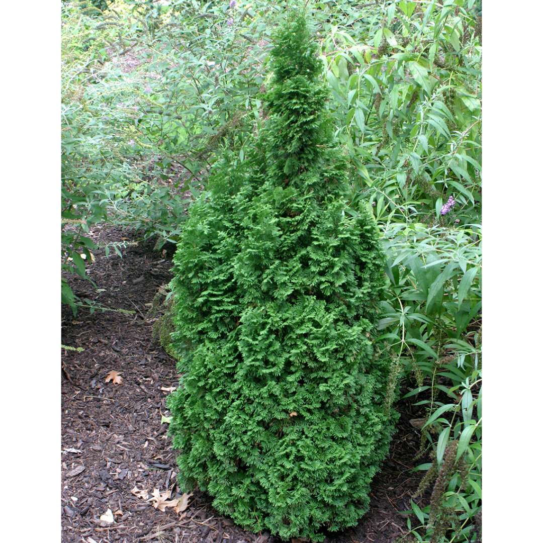 Narrow columnar and dwarf Degroots Spire arborvitae in a landscape with a butterfly bush behind it