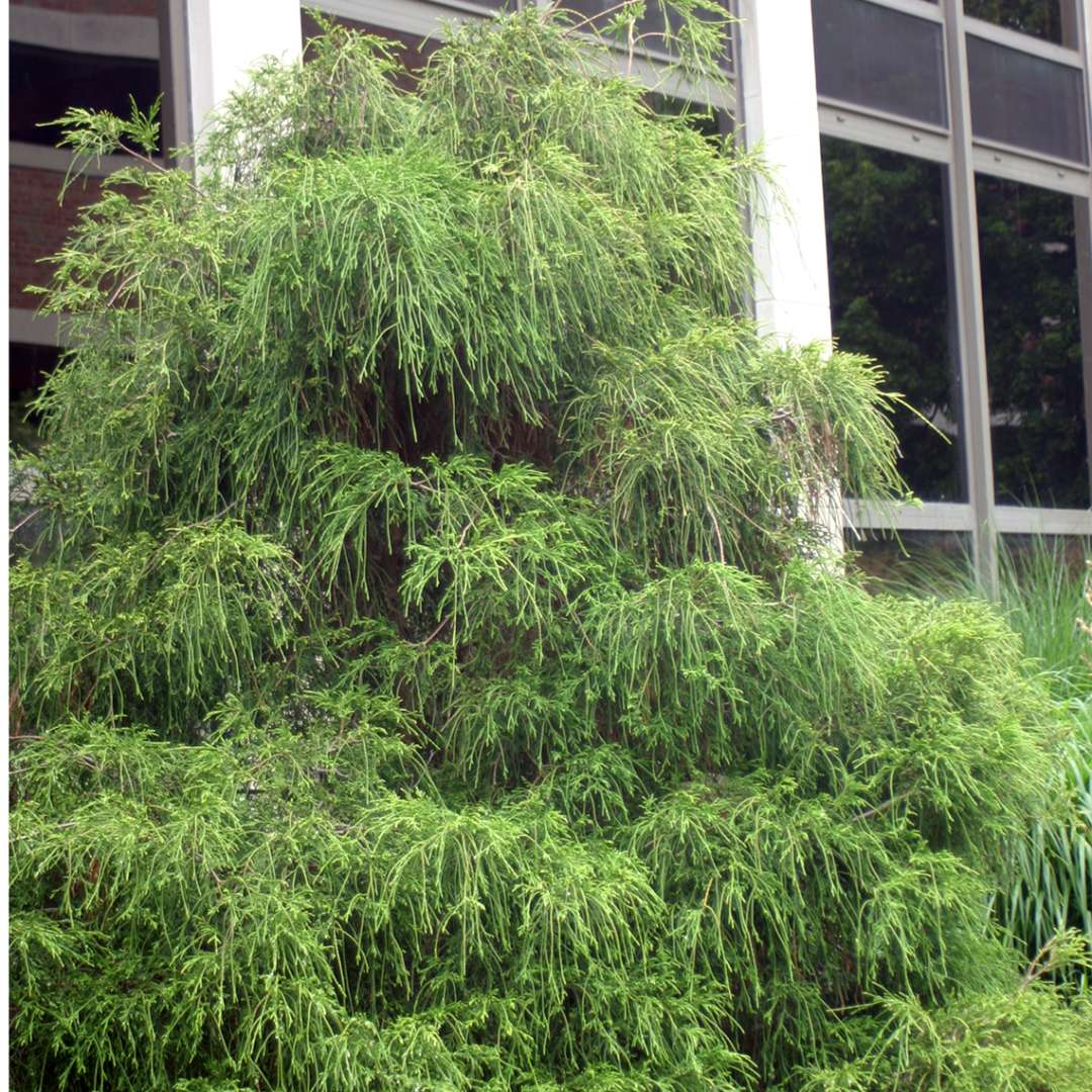 Filiformis arborvitae has very unique thread like foliage