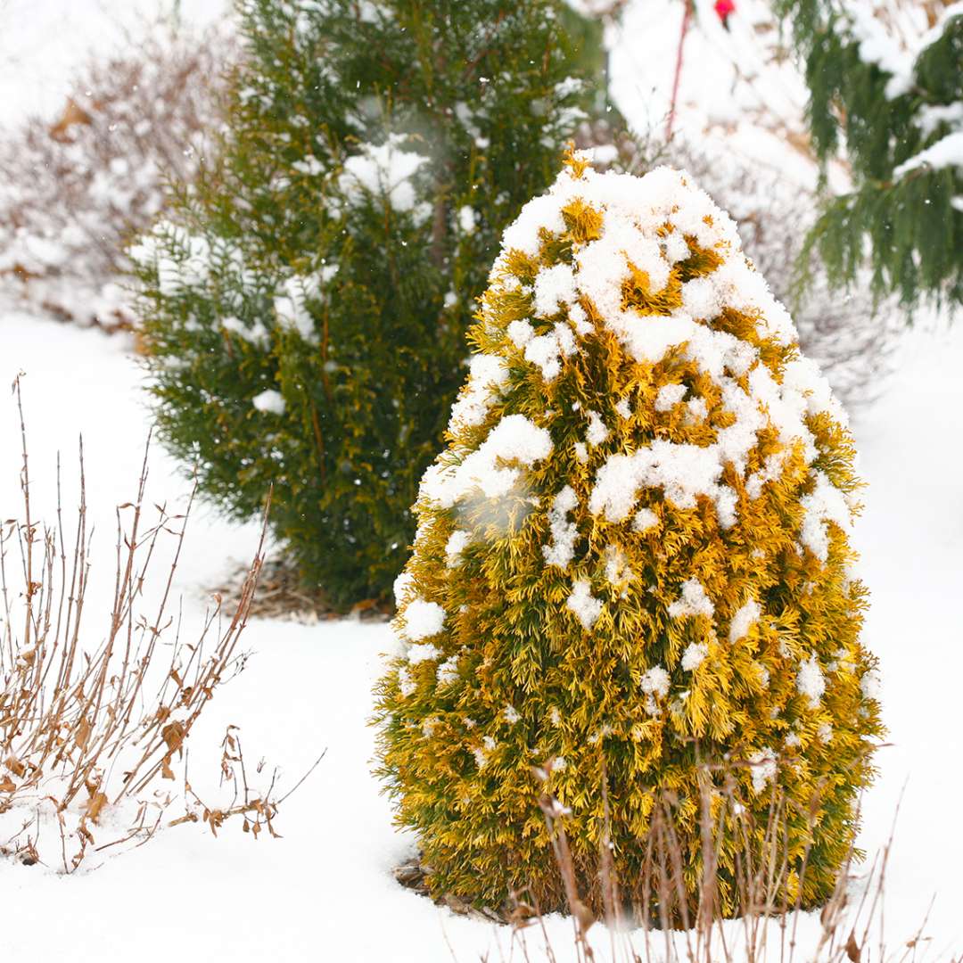 A single specimen of Filips Magic Moment arborvitae in a snowy landscape