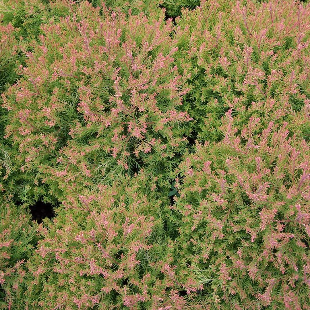 A closeup of the evergreen red yellow and green foliage of Fire Chief thuja