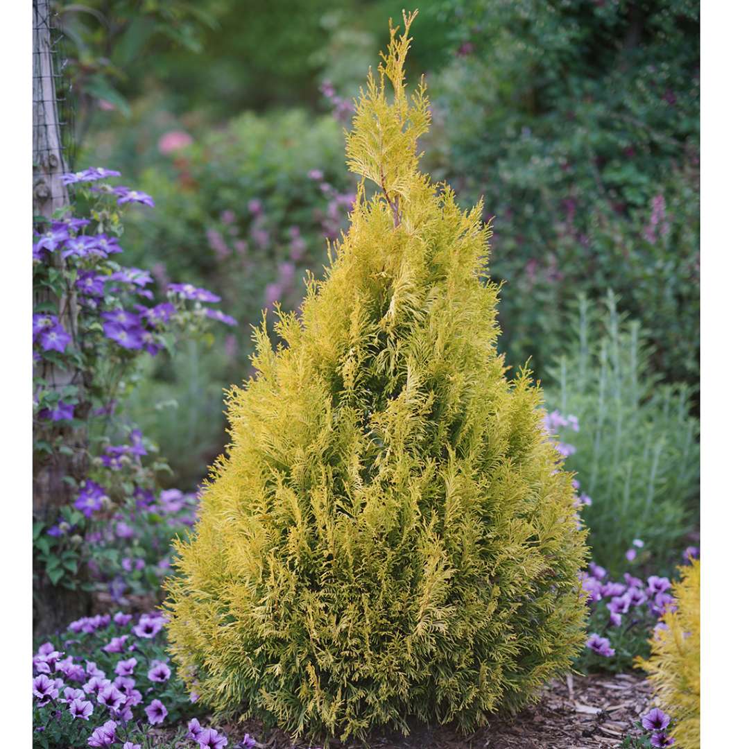 A single specimen of bright gold Fluffy thuja surrounded by purple petunias