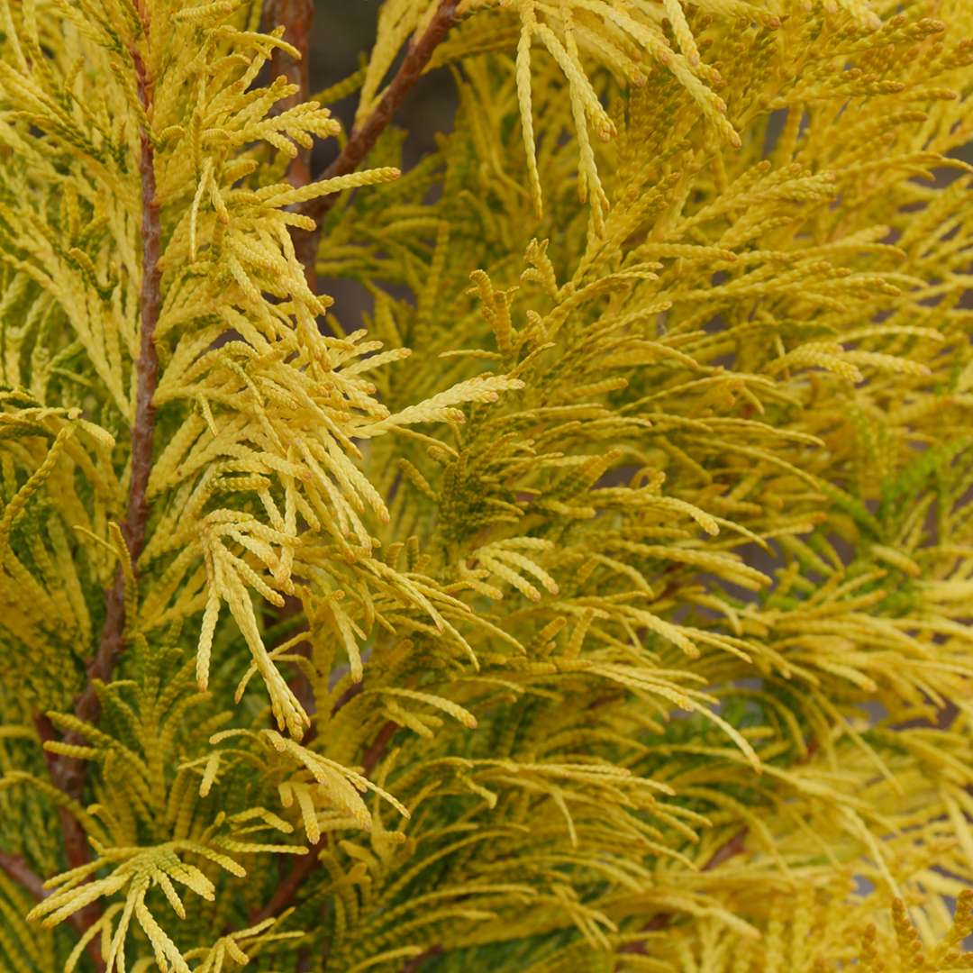 Closeup of the feathery golden foliage of Fluffy arborvitae