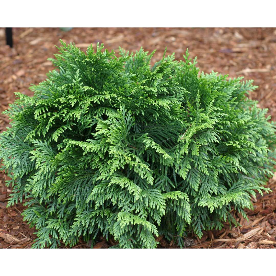 Grune Kugel arborvitae in a landscape showing its characteristic dwarf rounded habit