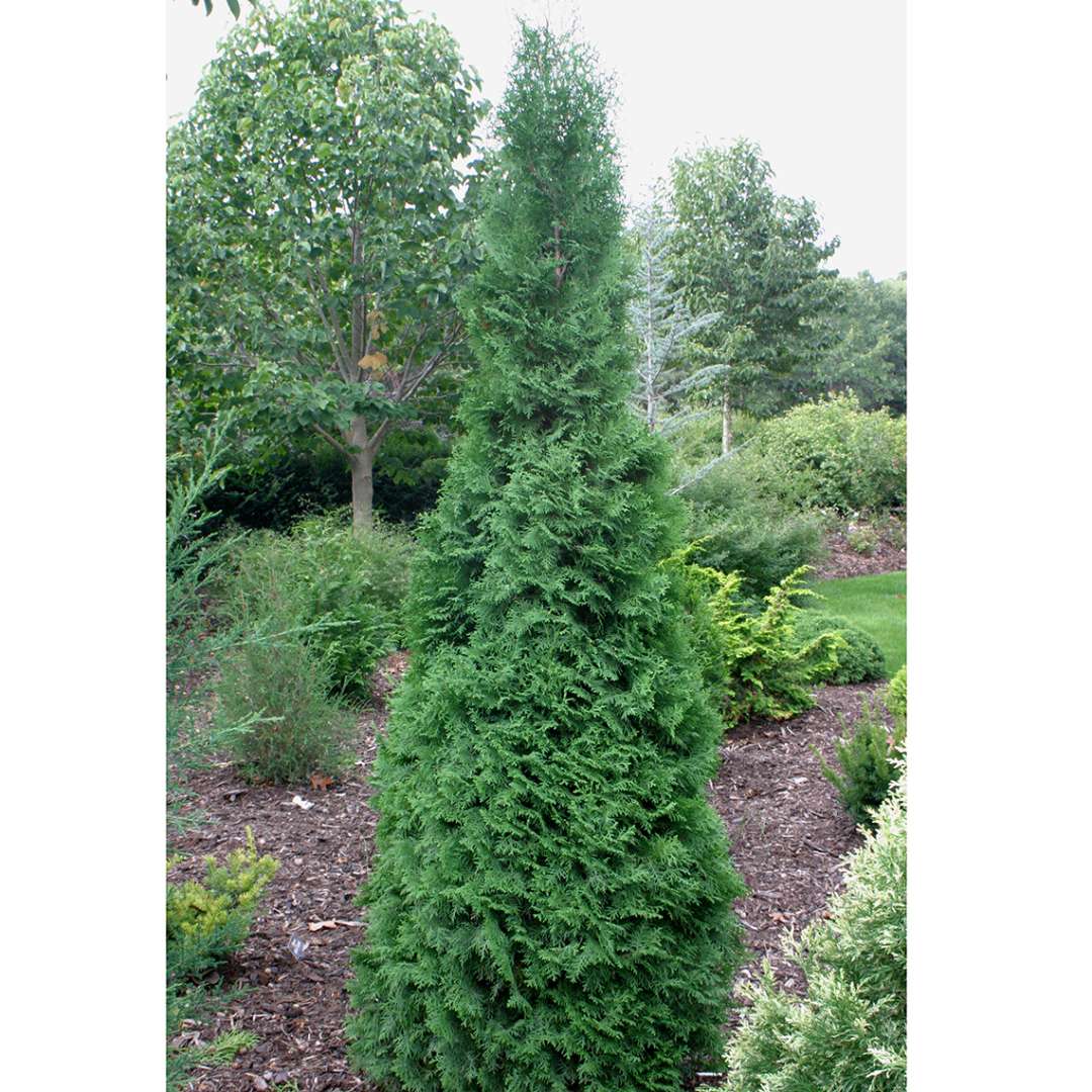 Malonyana arborvitae grows as a narrow evergreen pyramid