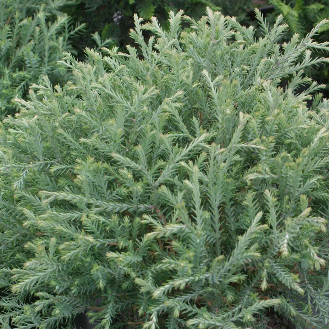 Mr. Bowling Ball Thuja | Spring Meadow - wholesale liners - Spring Meadow  Nursery