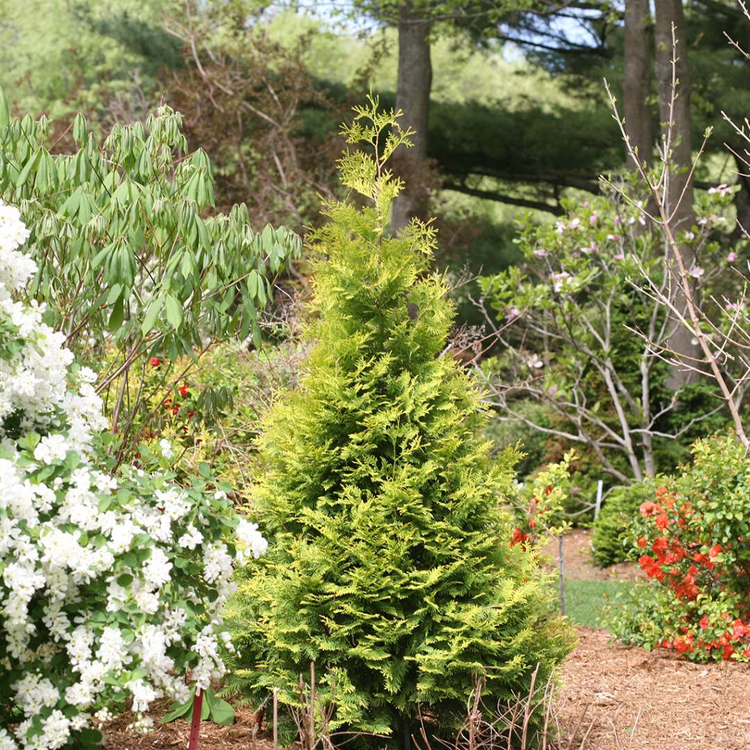 Pyramidal Polar Gold arborvitae creating a striking silhouette in a spring landscape