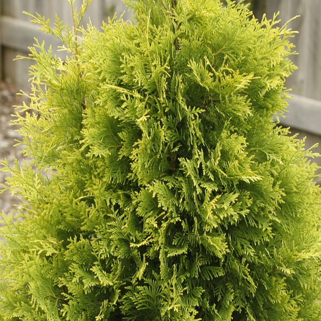 Closeup of the golden scale like foliage of Polar Gold arborvitae