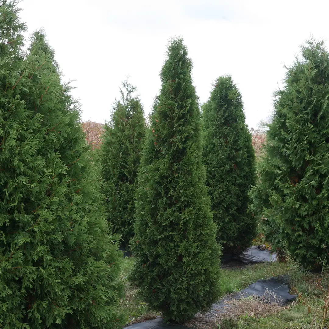 Plant Finder - Page 60 - Spring Meadow Nursery