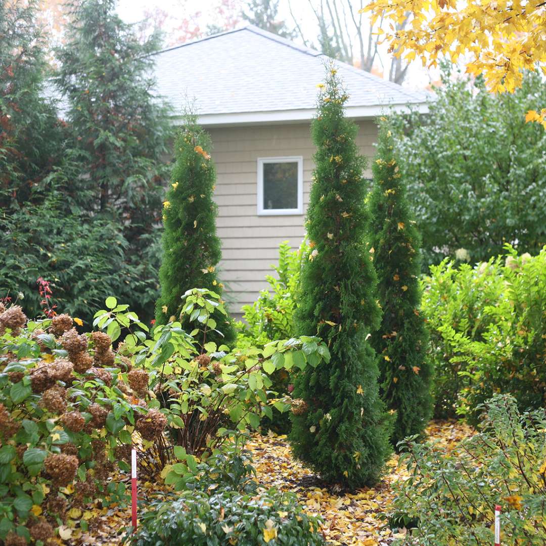 Three specimens of Skywalker arborvitae in an autumn landscape