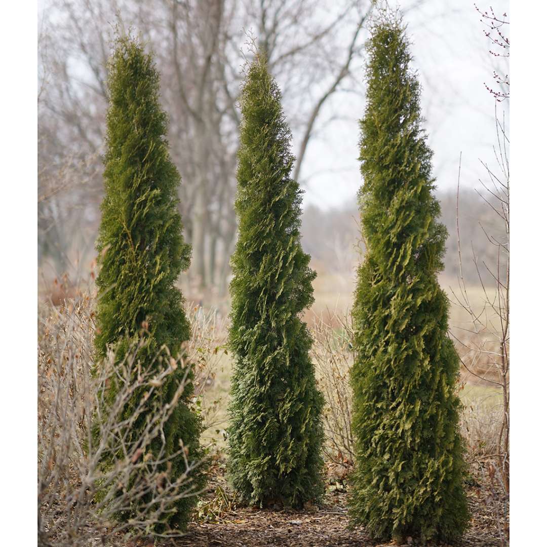 Three specimens of Skywalker arborvitae in a winter landscape