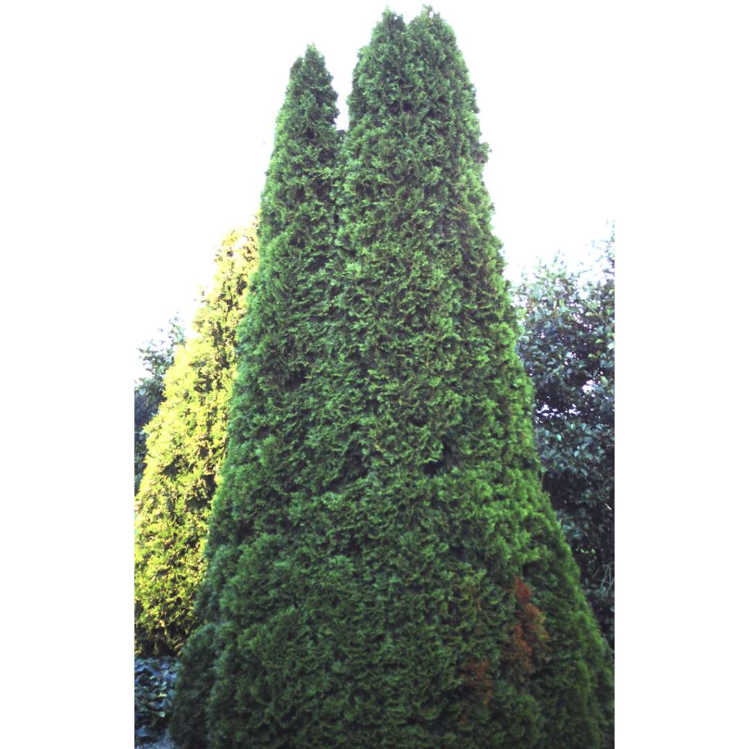 a large pyramidal Smaragd arborvitae in a landscape