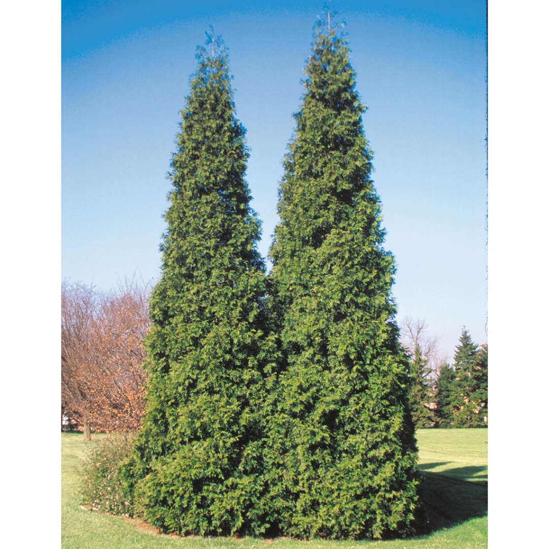 Two specimens of large pyramidal Spring Grove Western arborvitae growing side by side