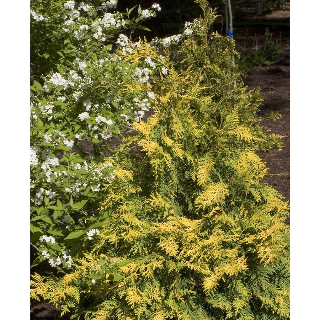 Techny Gold arborvitae is a pyramidal evergreen with bright yellow scale like foliage