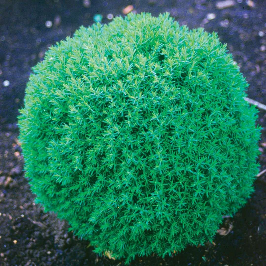 Teddy arborvitae is a very dwarf very rounded evergreen that looks much like a fuzzy green golf ball