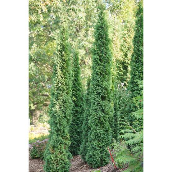 Narrow Full Speed a Hedge Thin Man arborvitae growing in a grouping in the landscape