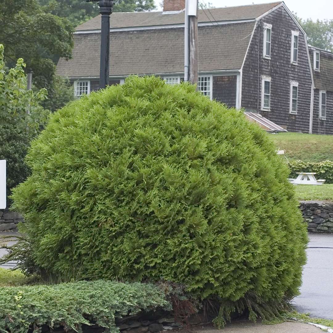 A mature specimen of rounded Woodwardii arborvitae also known as Woodwards Globe