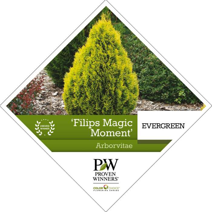 Preview of ‘Filips Magic Moment’ Thuja Tag PDF