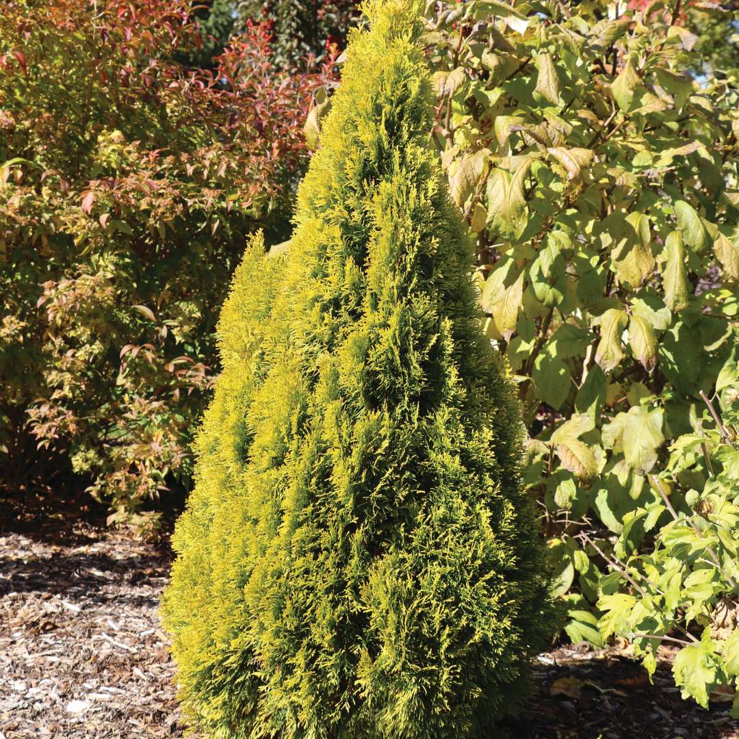 Fresh Air arborvitae in the landscape. 