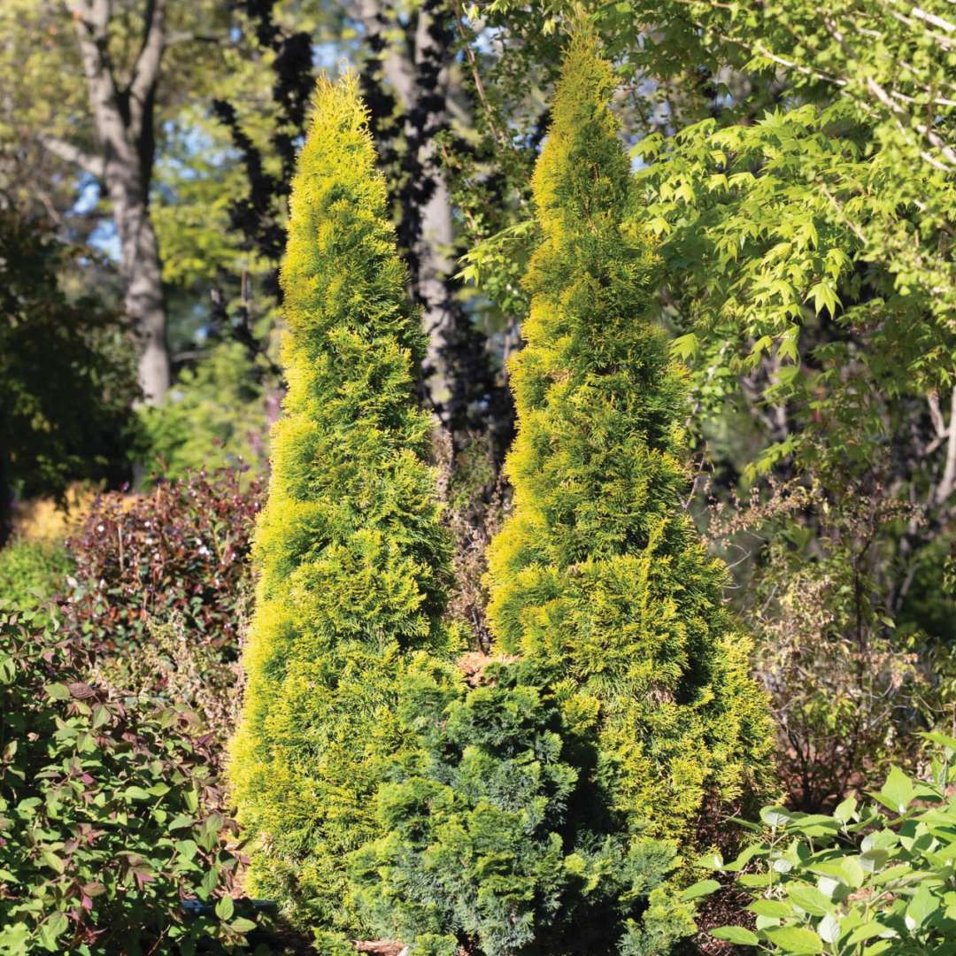 Two Fresh Air arborvitae in the landscape. 