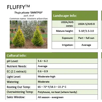 Fluffy Thuja Grower Sheet - Spring Meadow Nursery