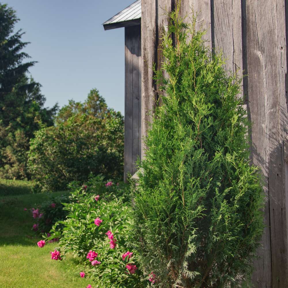 Sasquatch Dark Green thuja occidentalis planted beside a barn