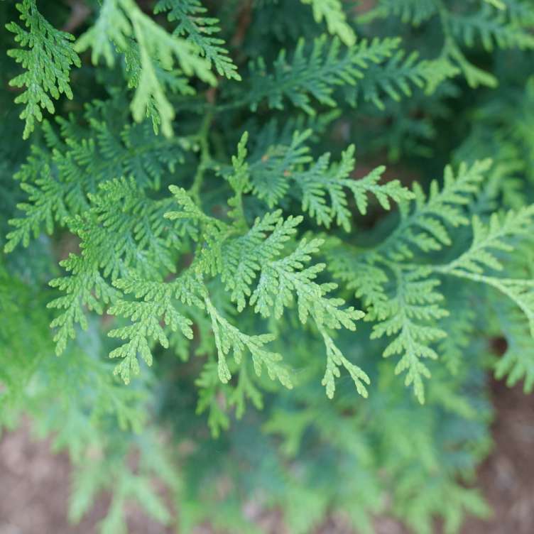 Close up of the fresh green foliage of Sasquatch Dark Green arborvitae 