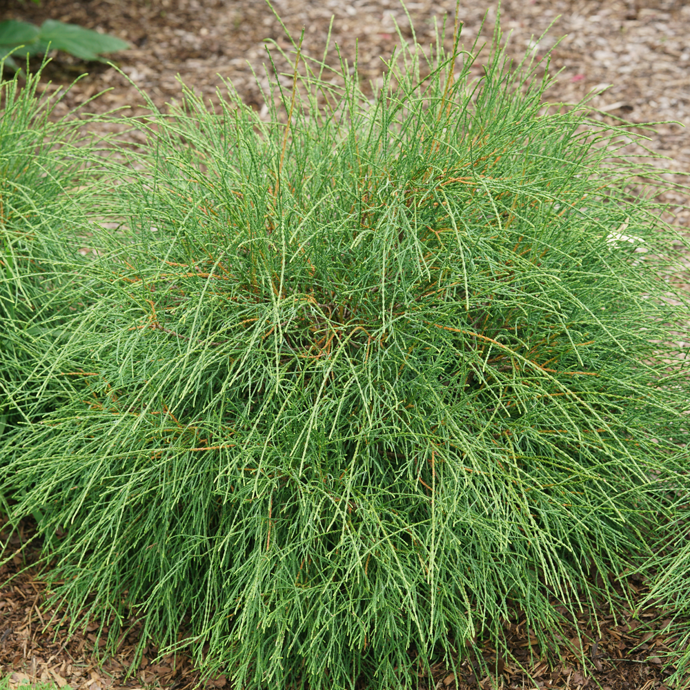 Whip It Good thuja with unusual thread-like foliage planted in a landscape and surrounded by mulch.