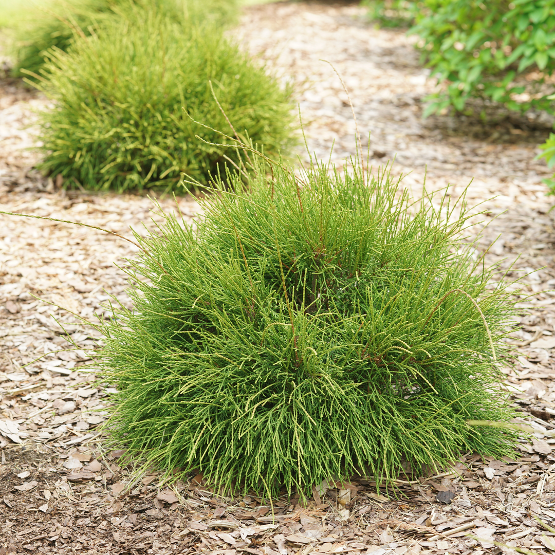 In a mulched landscape bed, three specimens of Whip It Good arborvitae, an evergreen with unusual thread like foliage, grow. 