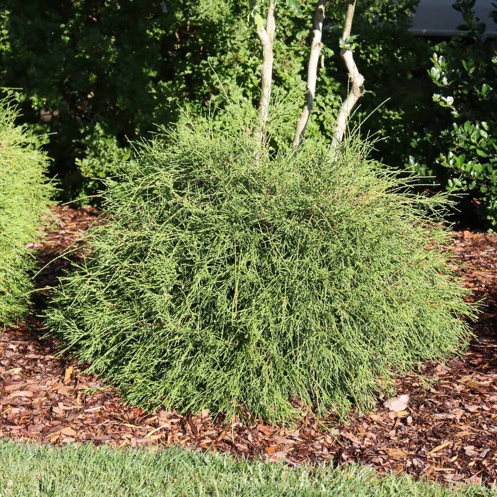 Whip It Good thuja with unusual whip-like stems planted in front of a tree and surrounded by mulch.