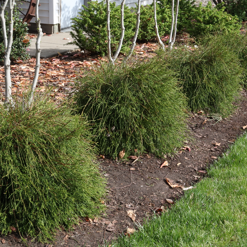 Three Whip It Good arborvitae with unusual thread like stems in a landscape.