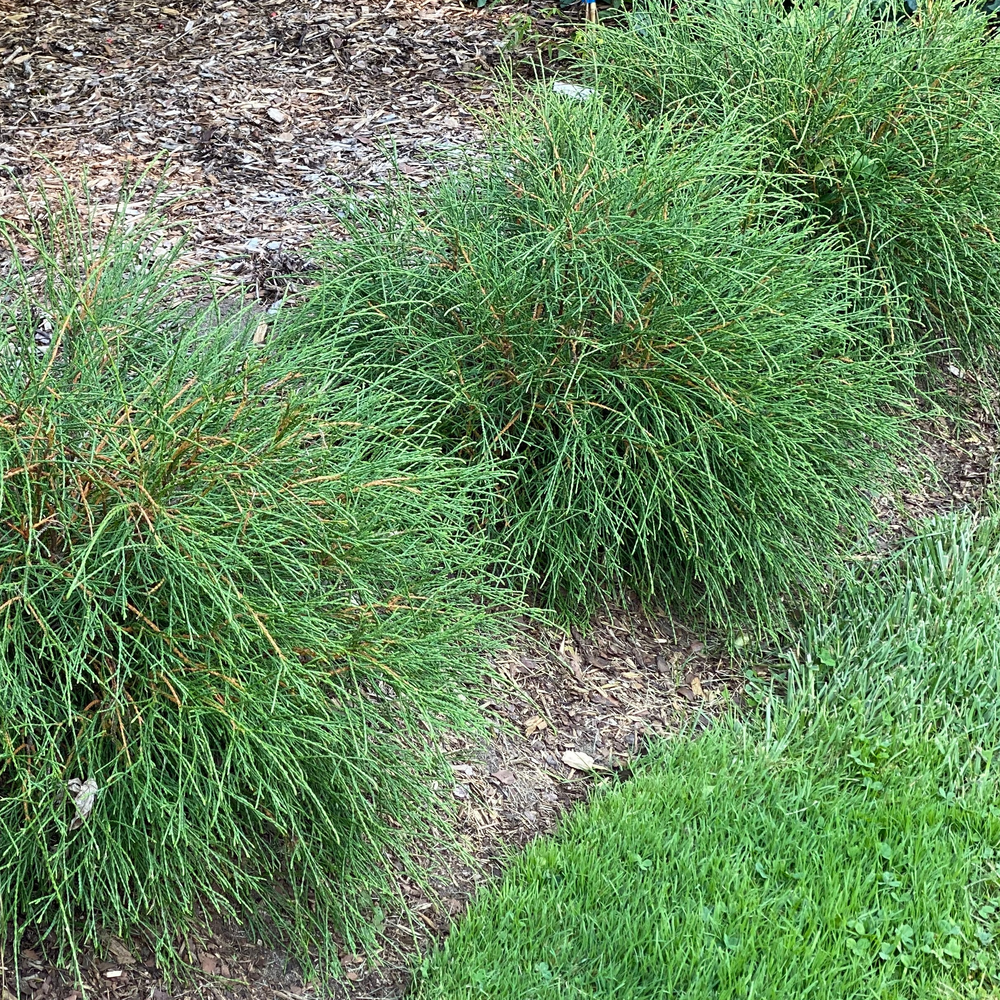 Three Whip It Good aborvitae with dark green stems in a landscape. 