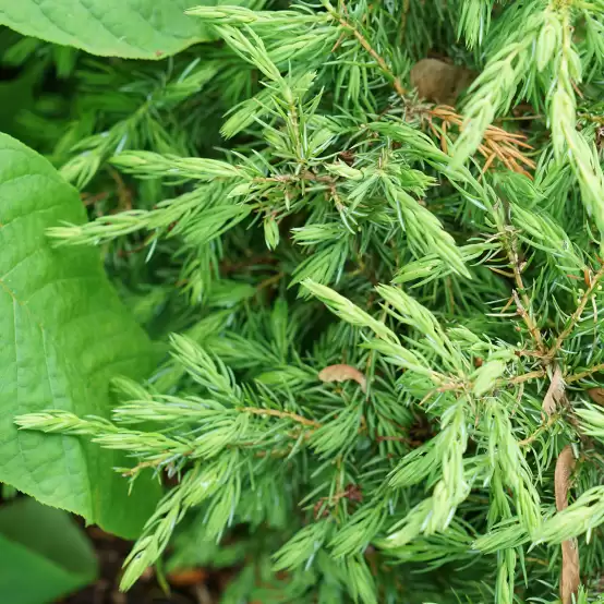 Emerald green foliage of Tortuga juniper