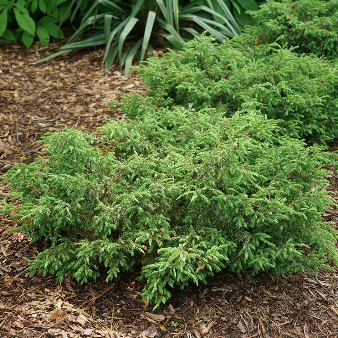 Tortuga juniper in a landscape