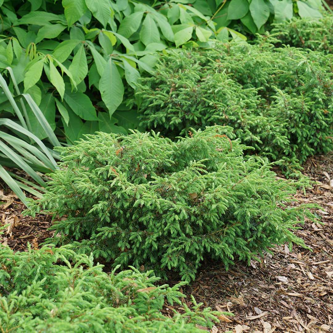 Three specimens of Tortuga juniper in a landscape bed