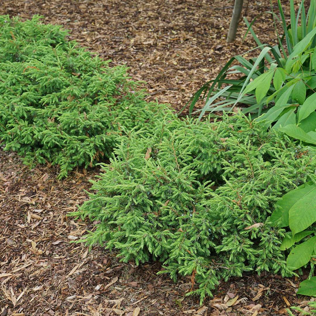 The soft-looking foliage of tortuga juniper in a landscape