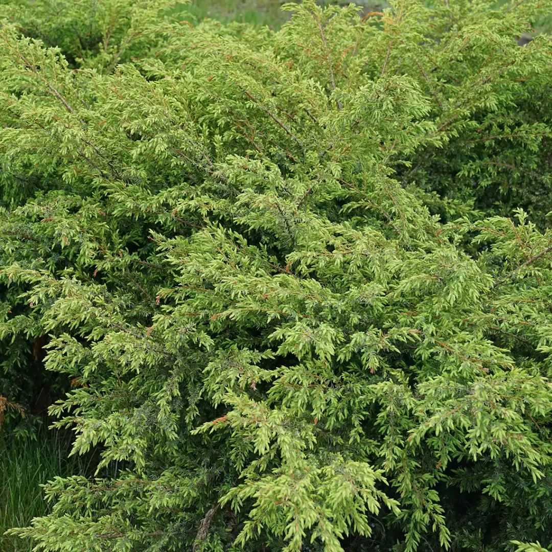 Tortuga juniper planted as a ground cover