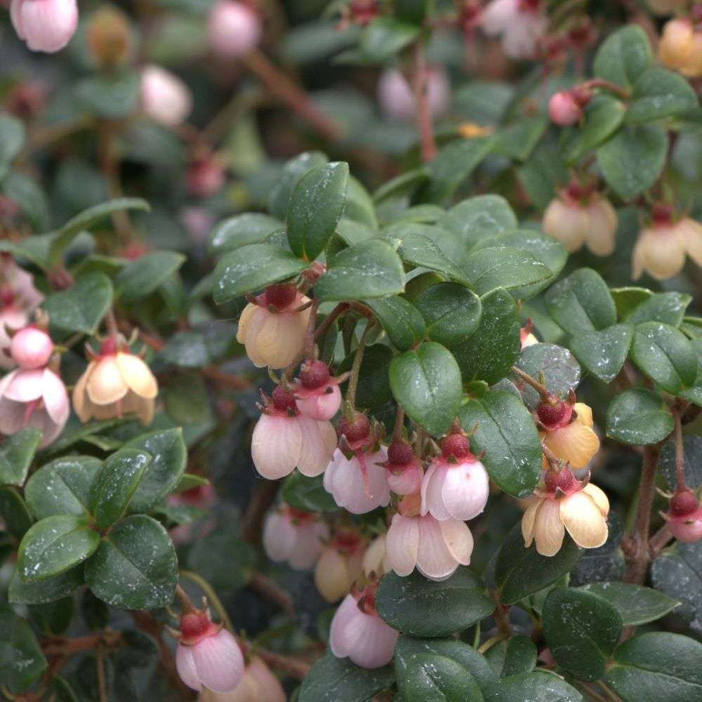 Close up of the small pink flowers of Candybox Ugni molinae