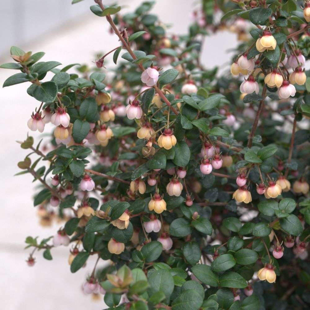 Close up of the tiny sweet spink flowers of Candybox Chilean guava