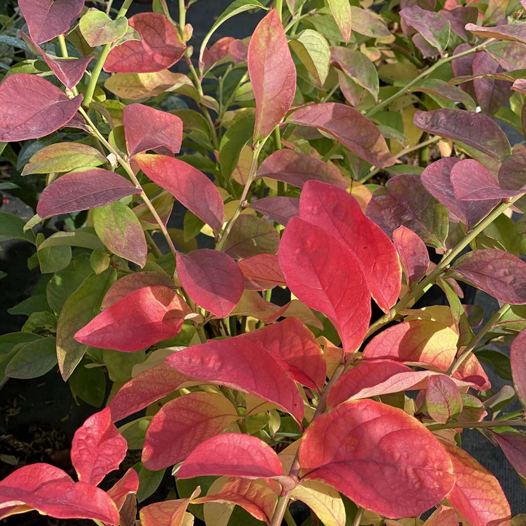 The bright red fall color of Sky Dew Gold ornamental blueberry.