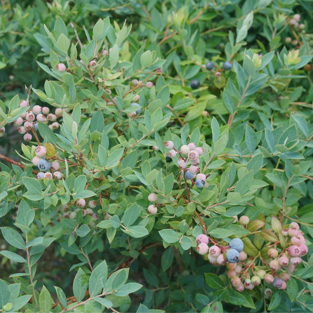 Splendid! Blue bluberry filled with ripening berries