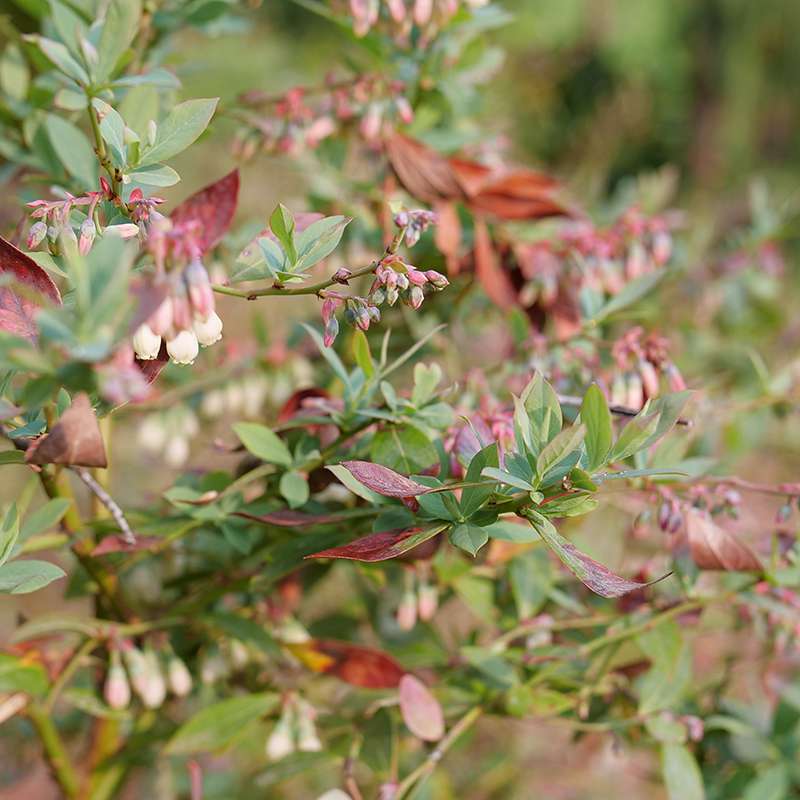 Close-up of Splendid! Blue vaccinium