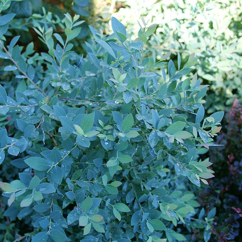 Splendid! Blue Blueberry with dusty blue foliage in a landscape